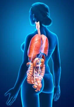 3d rendered medically accurate illustration of female  Internal organs Stock Illustration