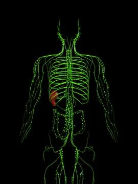 3d rendered medically accurate illustration of the lymphatic system Stock Illustration