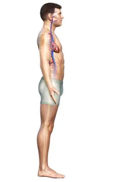3d rendered medically accurate illustration of the male heart Stock Illustration
