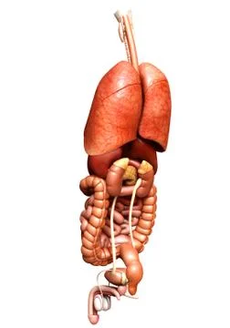 3d rendered medically accurate illustration of Internal organs Stock Illustration