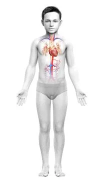 3d rendered medically accurate illustration of the young boy heart Stock Illustration
