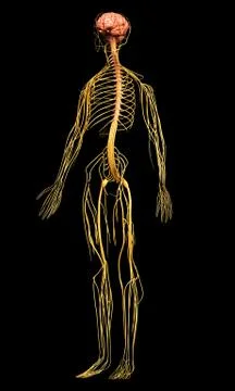 3d rendered medically accurate illustration of the nervous system Stock Illustration