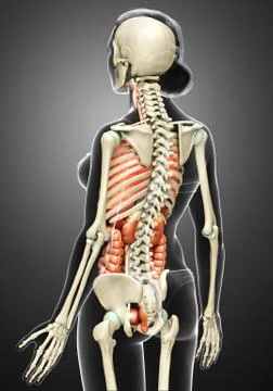 3d rendered medically accurate illustration of female  Internal organs and sk Stock Illustration