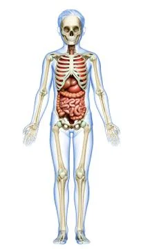 3d rendered medically accurate illustration of boy Internal organs and skelet Stock Illustration