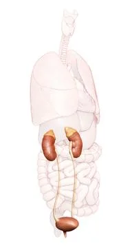 3d rendered, medically accurate illustration of the kidneys and urinary syste Stock Illustration