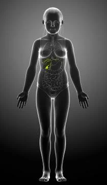 3d rendered medically accurate illustration of young girl Organs Gallbladder  Stock Illustration