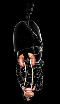 3d rendered, medically accurate illustration of the female kidneys and urinar Stock Illustration