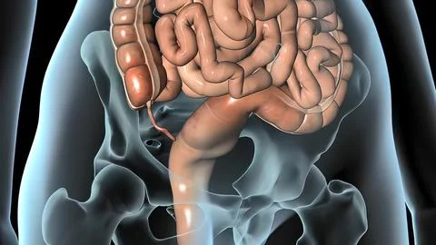 3d rendered medically accurate illustration of the colon Stock Illustration