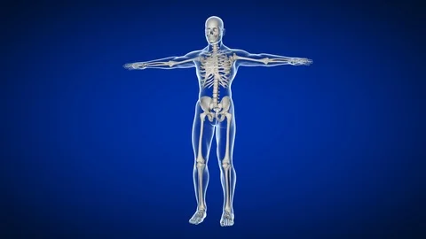 3d rendered medically accurate loopable animation of the human skeleton Stock Footage 119203893