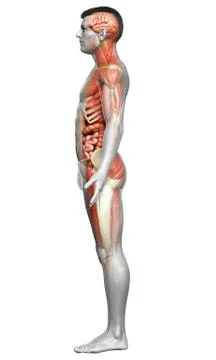 3d rendered medically accurate of the male anatomy Stock Illustration