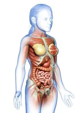 3d rendered medically accurate of the young girl anatomy Stock Illustration