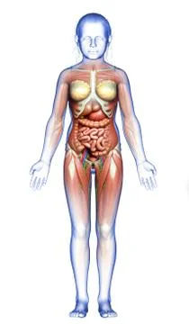 3d rendered medically accurate of the young girl anatomy Stock Illustration