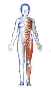 3d rendered medically accurate of the young girl anatomy Stock Illustration