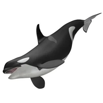 3D Rendered Orcinus Orca "Killer Whale" 库存插图