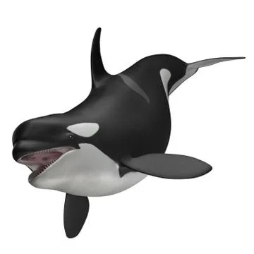 3D Rendered Orcinus Orca "Killer Whale" 库存插图