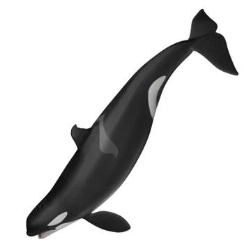 3D Rendered Orcinus Orca "Killer Whale" 库存插图