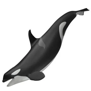 3D Rendered Orcinus Orca "Killer Whale" 库存插图