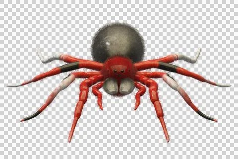 3d rendered of Spider Tarantula Stock-Illustration