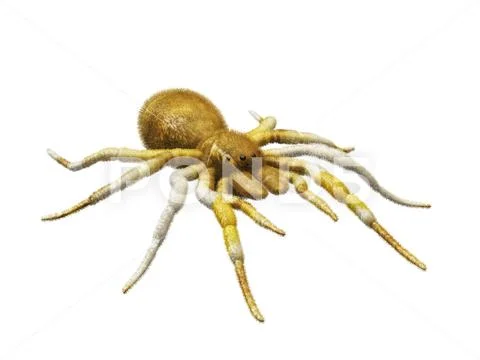 3d rendered of Spider Tarantula. Largest spider in terms of leg-span is ...