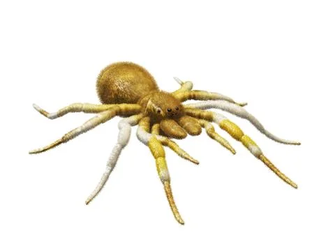 3d rendered of Spider Tarantula. Largest spider in terms of leg-span is the Stock Illustration