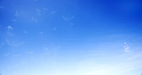 3d rendering of abstract clear space with beautiful dandelion on the sky Foto stock