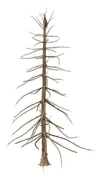 3D Rendering Alaska Cedar Tree on White Stock Illustration