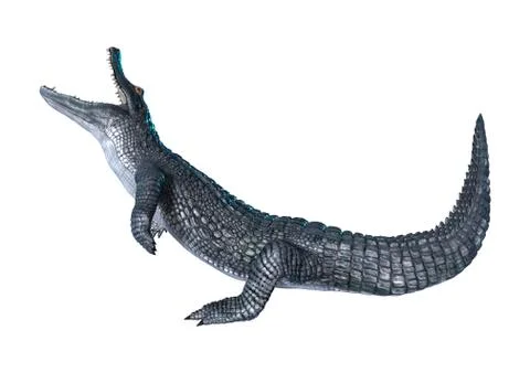 3D Rendering Alligator Caiman on White Stock Illustration