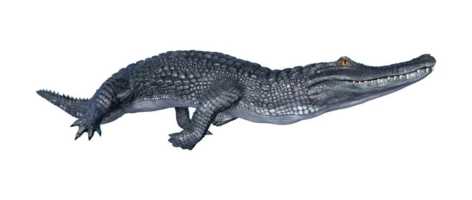 3D Rendering Alligator Caiman on White Stock Illustration