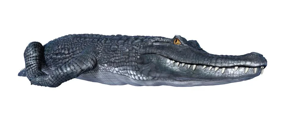 3D Rendering Alligator Caiman on White Stock Illustration