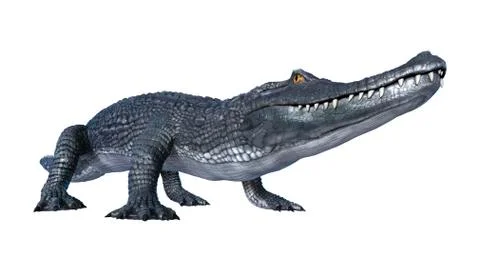 3D Rendering Alligator Caiman on White Stock Illustration