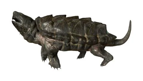 3D Rendering Alligator Snapping Turtle on White Stock Illustration