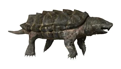 3D Rendering Alligator Snapping Turtle on White Stock Illustration