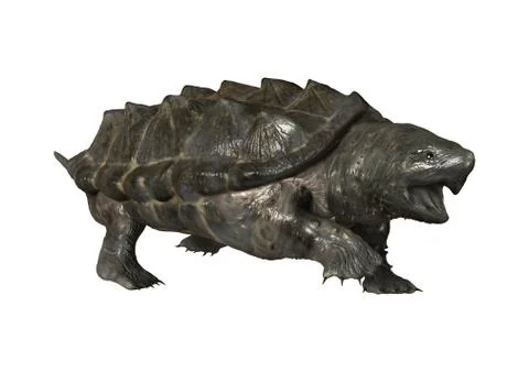 3D Rendering Alligator Snapping Turtle on White Stock Illustration