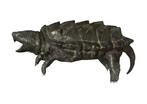 3D Rendering Alligator Snapping Turtle on White Stock Illustration