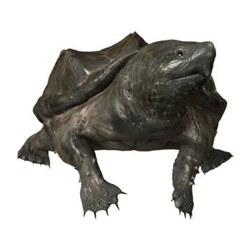 3D Rendering Alligator Snapping Turtle on White Stock Illustration