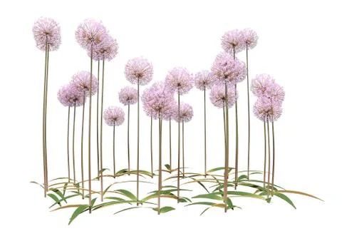 3D Rendering Allium Flowers on White Stock Illustration