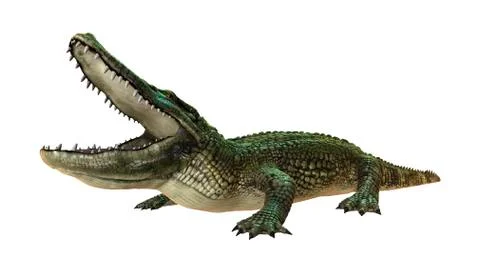 3D Rendering American Alligator on White Stock Illustration