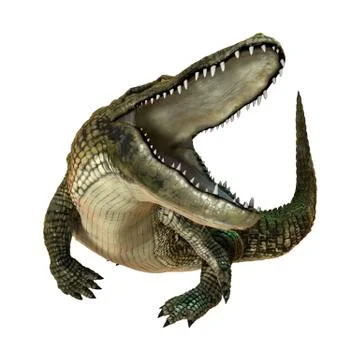 3D Rendering American Alligator on White Illustrazione stock