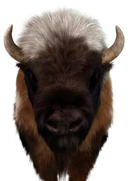 3D Rendering American Bison on White Illustrazione stock
