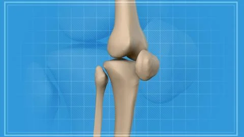 3D rendering of Anatomy of a Knee. Close-up. Stock Illustration