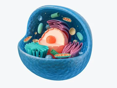 3d rendering of animal cell with organelles Stock Illustration