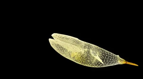 3d rendering of an animal wireframe on a black background Stock Illustration