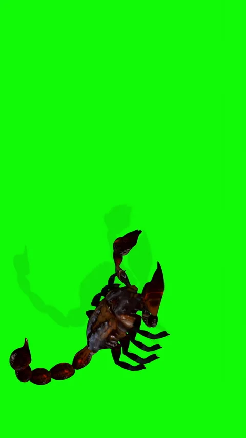 .3d rendering animation of forest scorpion in an aggressive posture isolated  스톡 동영상 345741775