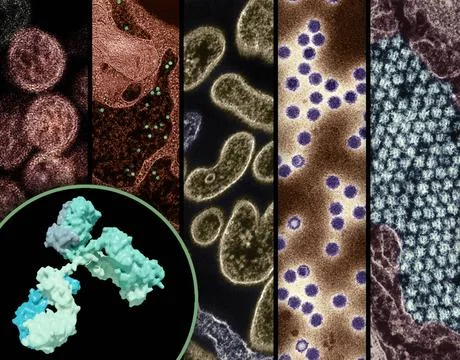  A 3D rendering of an antibody (foreground left), and examples of high-pri... 写真素材