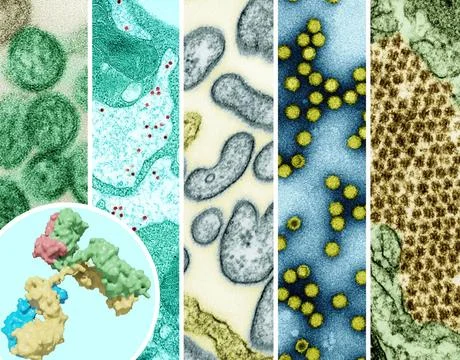  A 3D rendering of an antibody (foreground left), and examples of high-pri... 写真素材