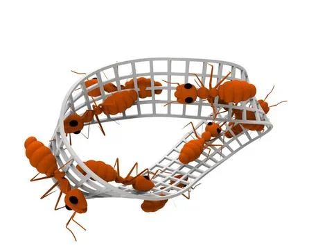 3d rendering of ants walking on a infinity figure isolated in white backgr... Stock Photos