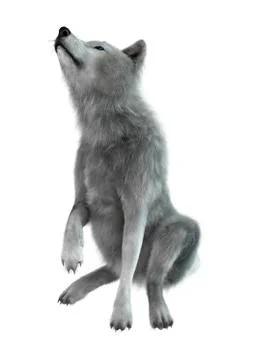 3D Rendering Arctic Wolf on White 스톡 일러스트
