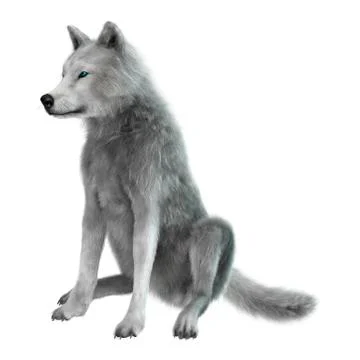 3D Rendering Arctic Wolf on White イラスト素材