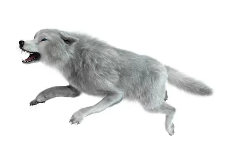3D Rendering Arctic Wolf on White Stock Illustration