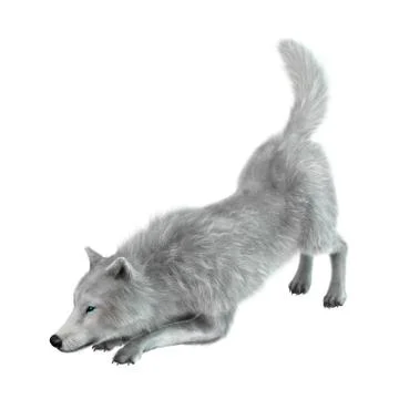 3D Rendering Arctic Wolf on White Stock Illustration